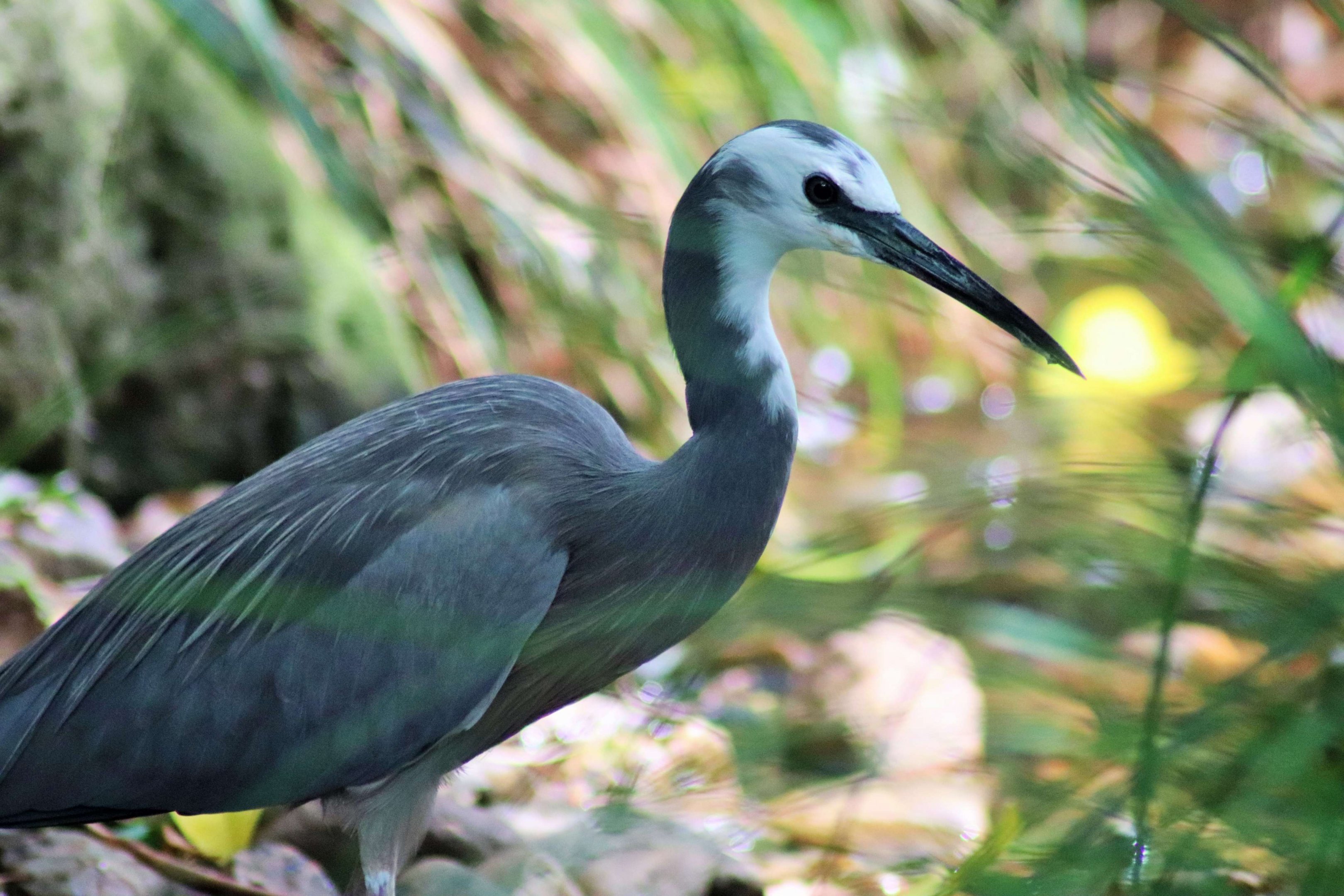 White-faced Heron (Egretta novaehollandiae)