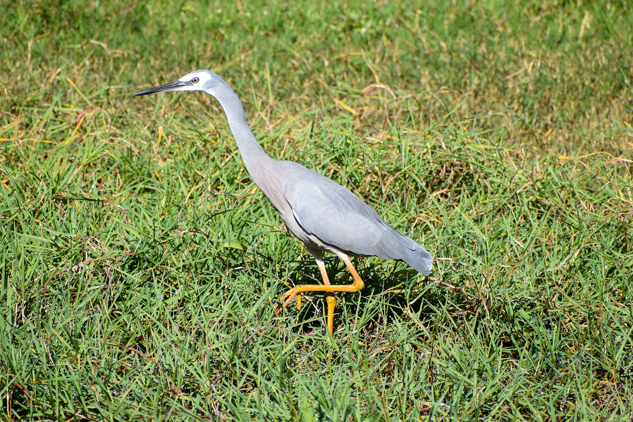 White-faced Heron (Egretta novaehollandiae)