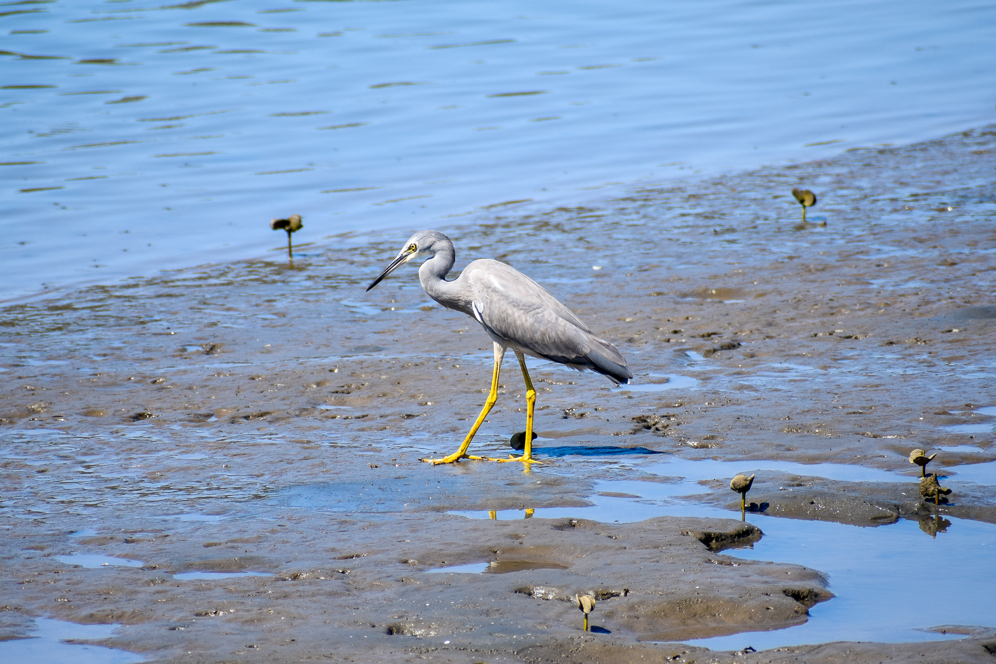 White-faced Heron (Egretta novaehollandiae)