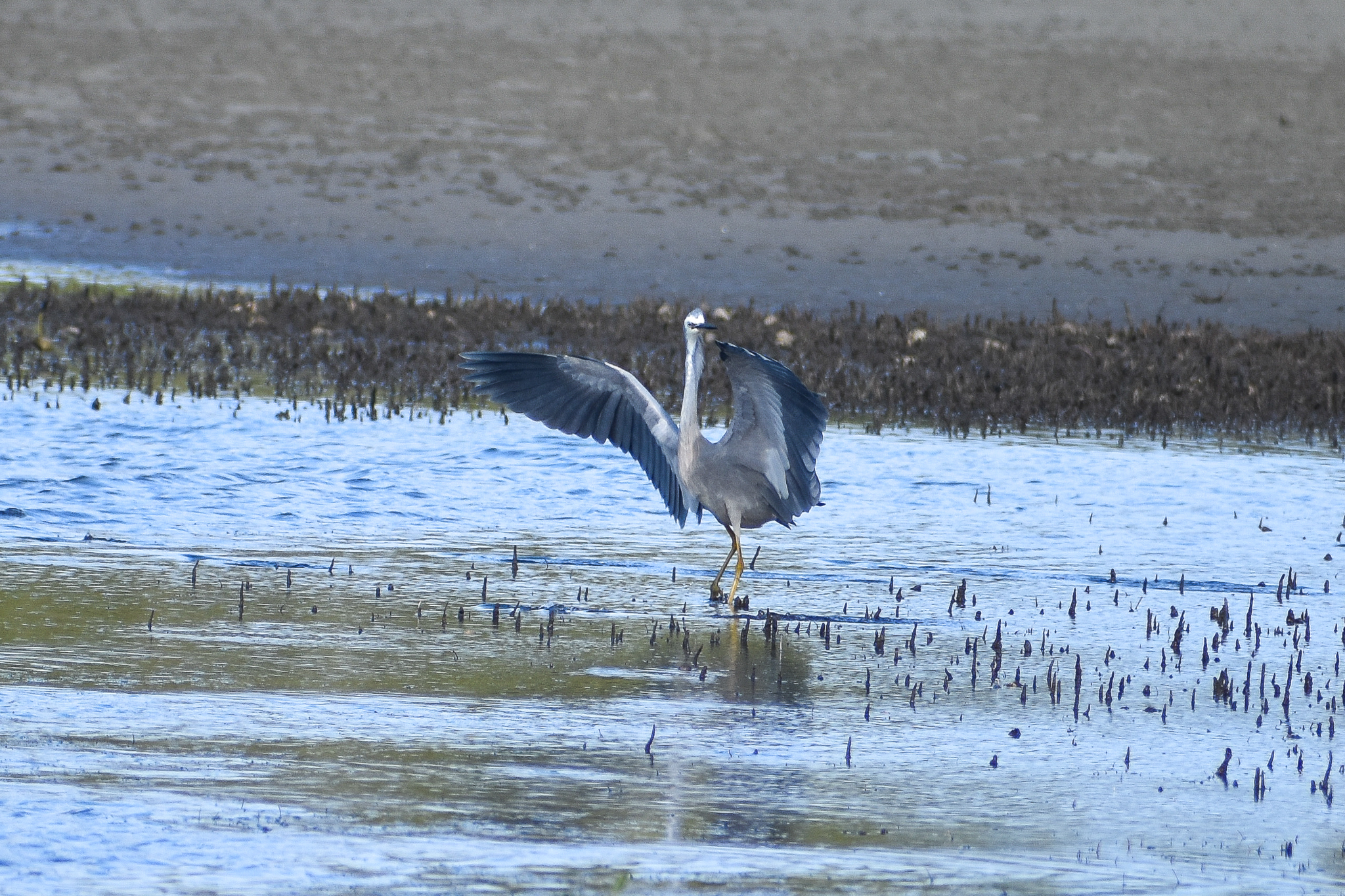 White-faced Heron (Egretta novaehollandiae)