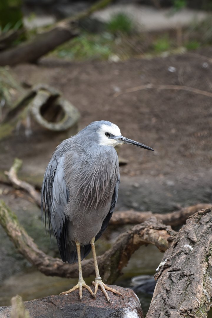 White-faced heron (Egretta novaehollandiae)