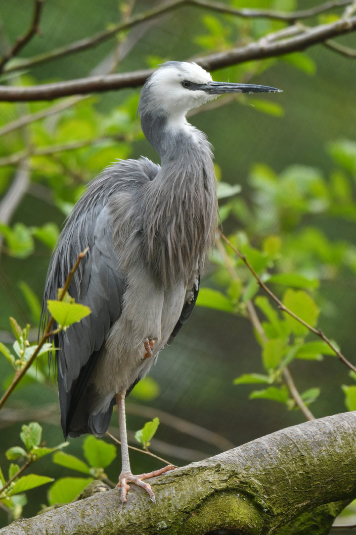 White-faced heron (Egretta novaehollandiae)