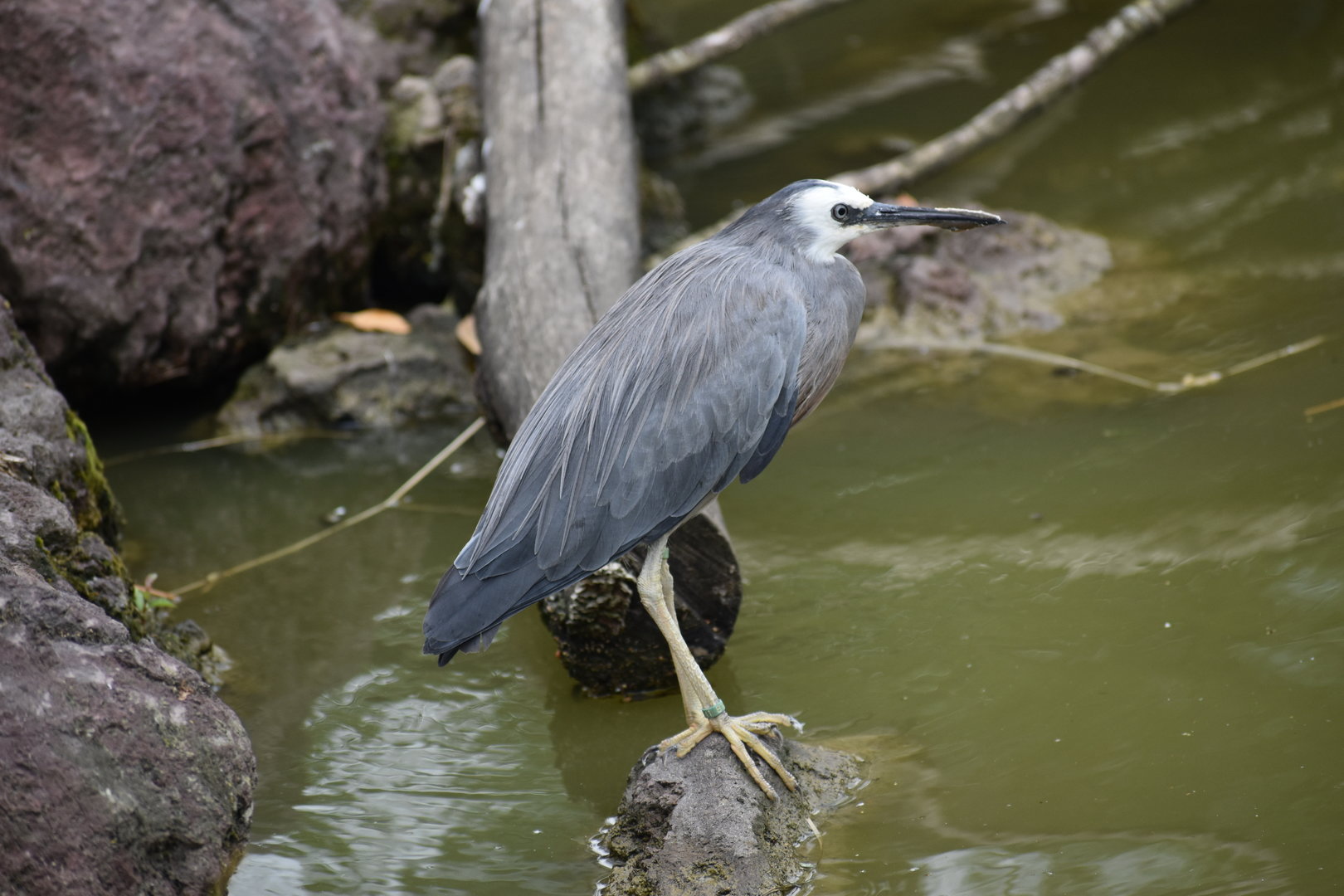 White-faced Heron - Egretta novaehollandiae