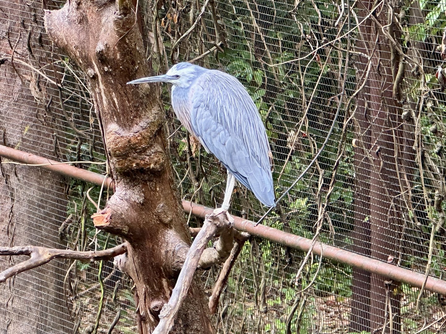 White-faced heron (Egretta novaehollandiae)