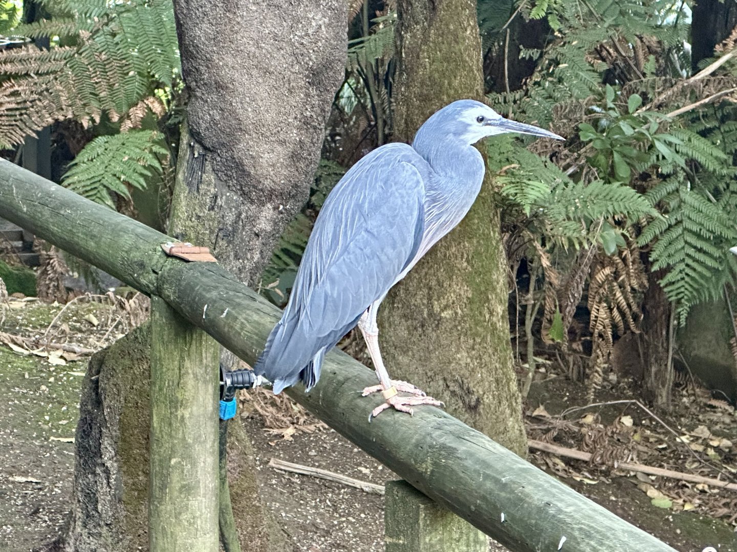 White faced heron (Egretta novaehollandiae)
