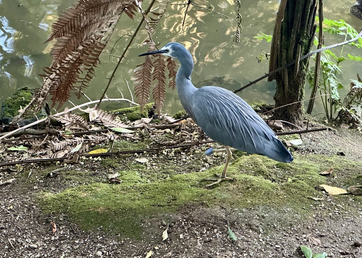 White-faced heron (Egretta novaehollandiae)