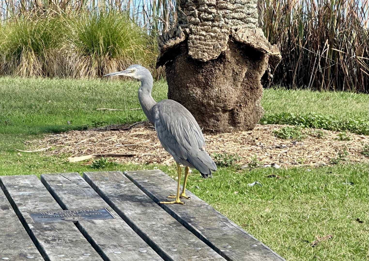 White-faced heron (Egretta novaehollandiae)