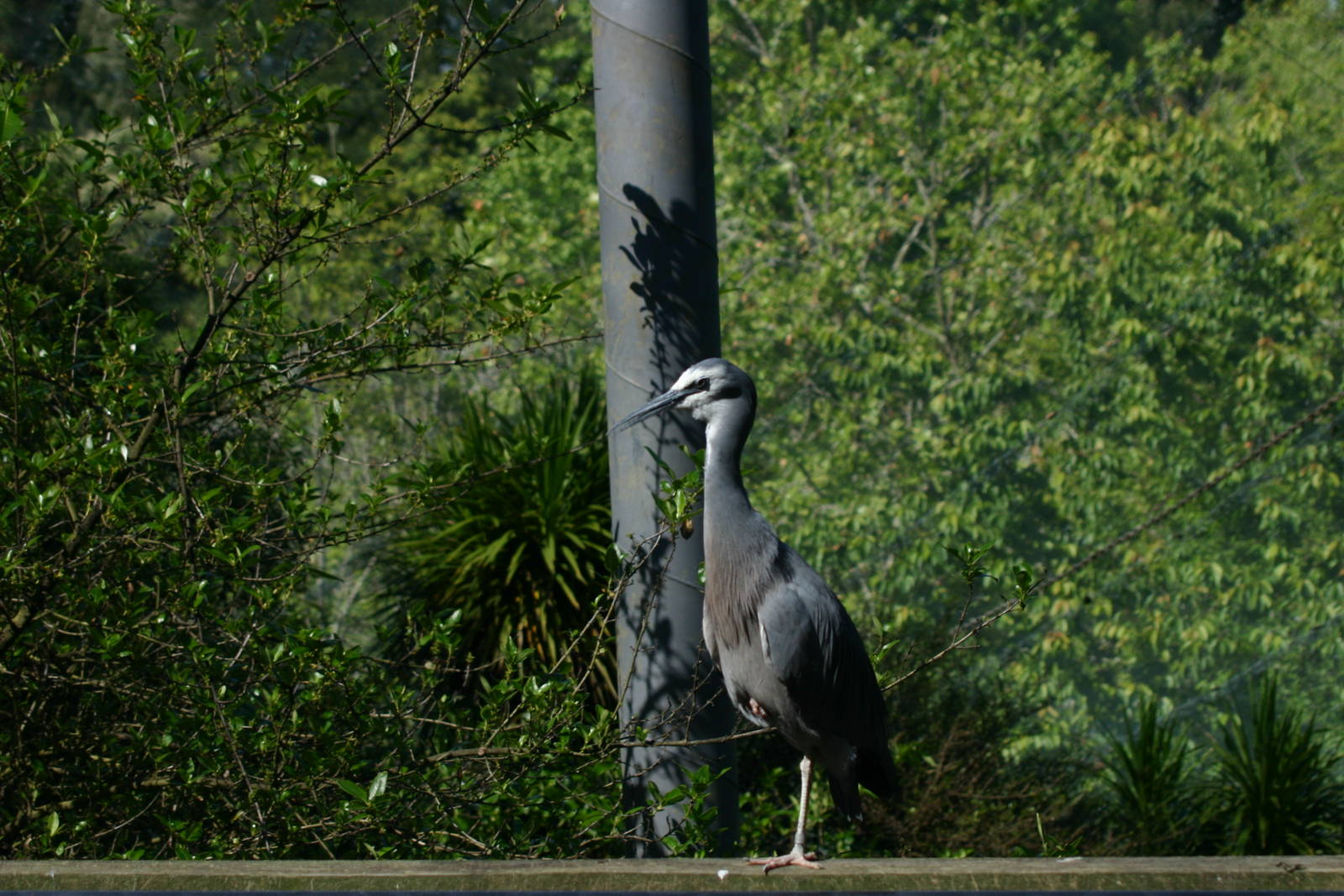 White-faced Heron in Freeflight Sanctuary - Hamilton Zoo