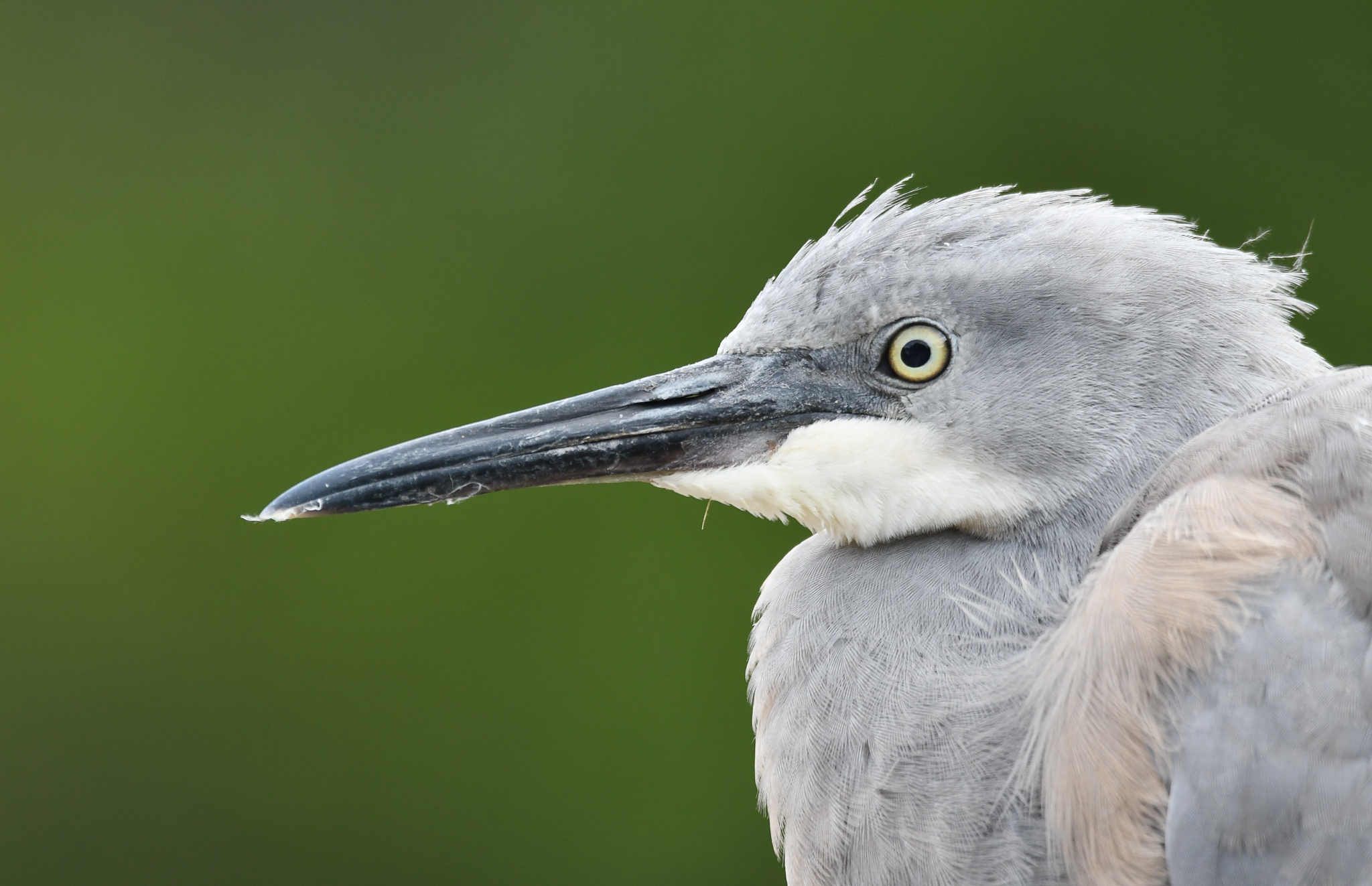 White-faced Heron (juvenile)