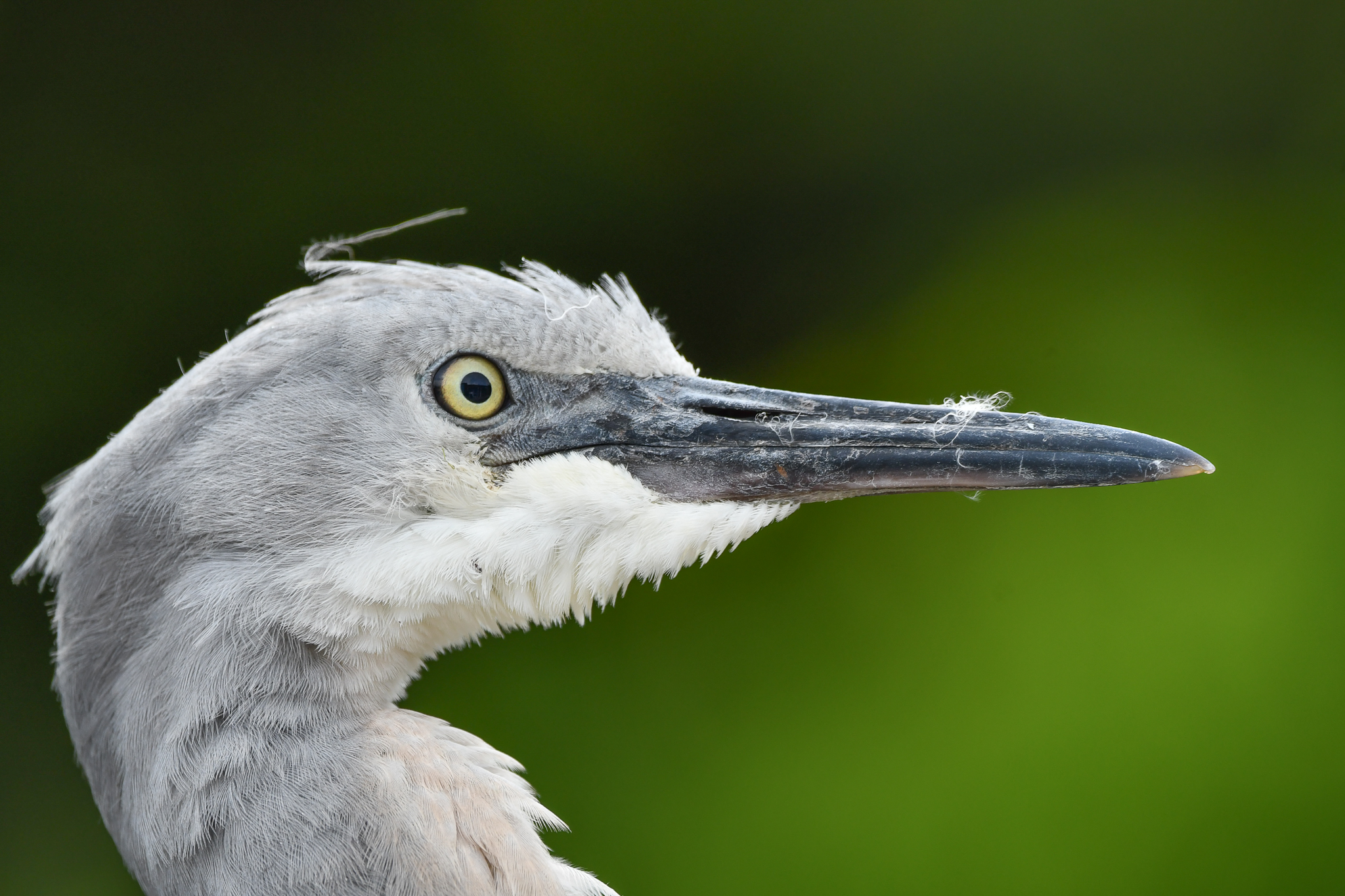 White-faced Heron (juvenile)