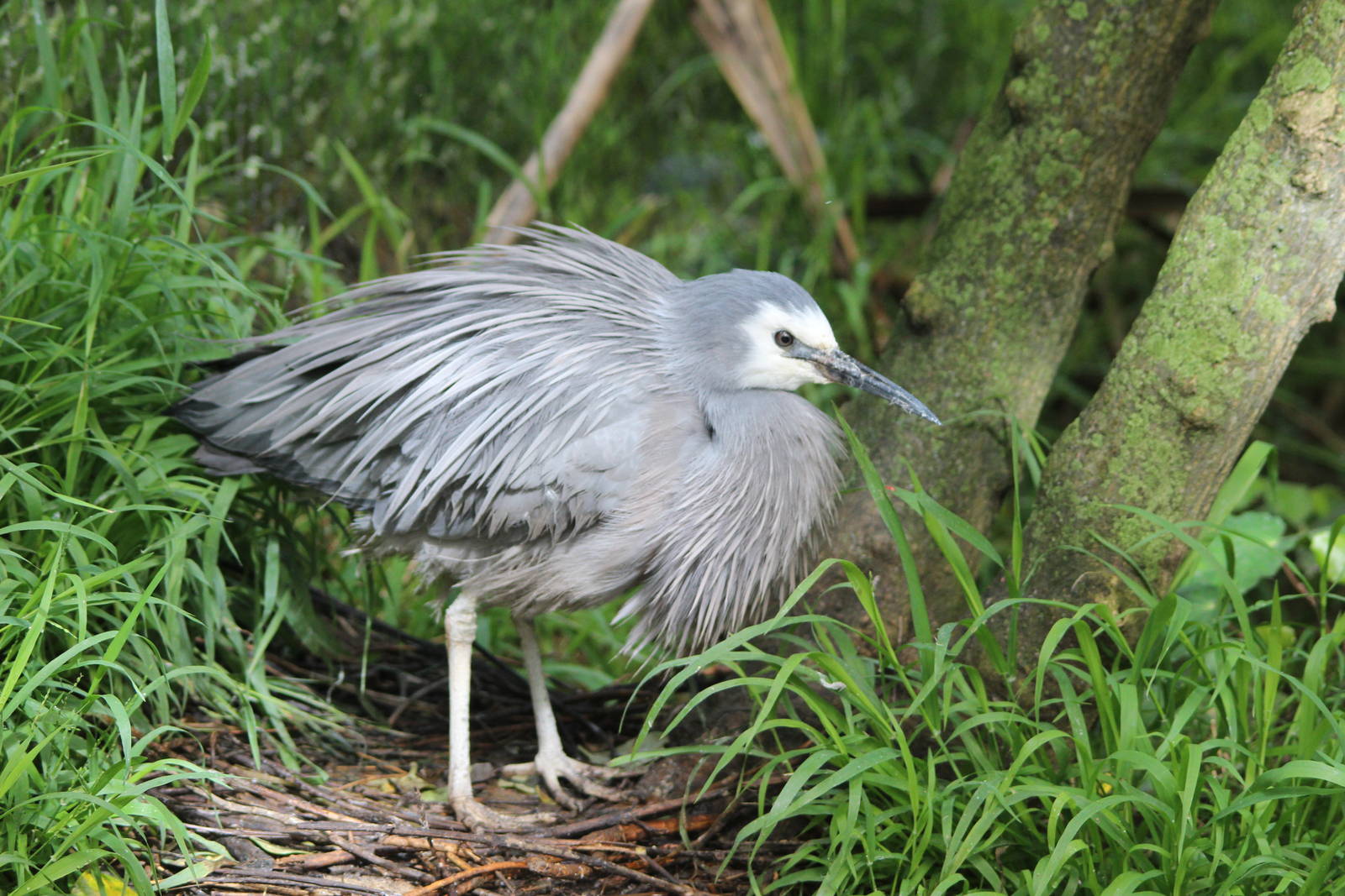 White-Faced Heron, Nga Manu
