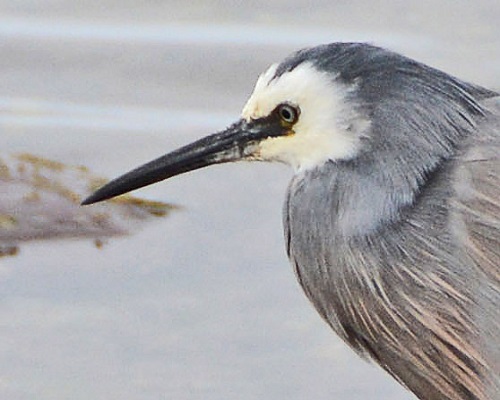 White-faced heron portrait.