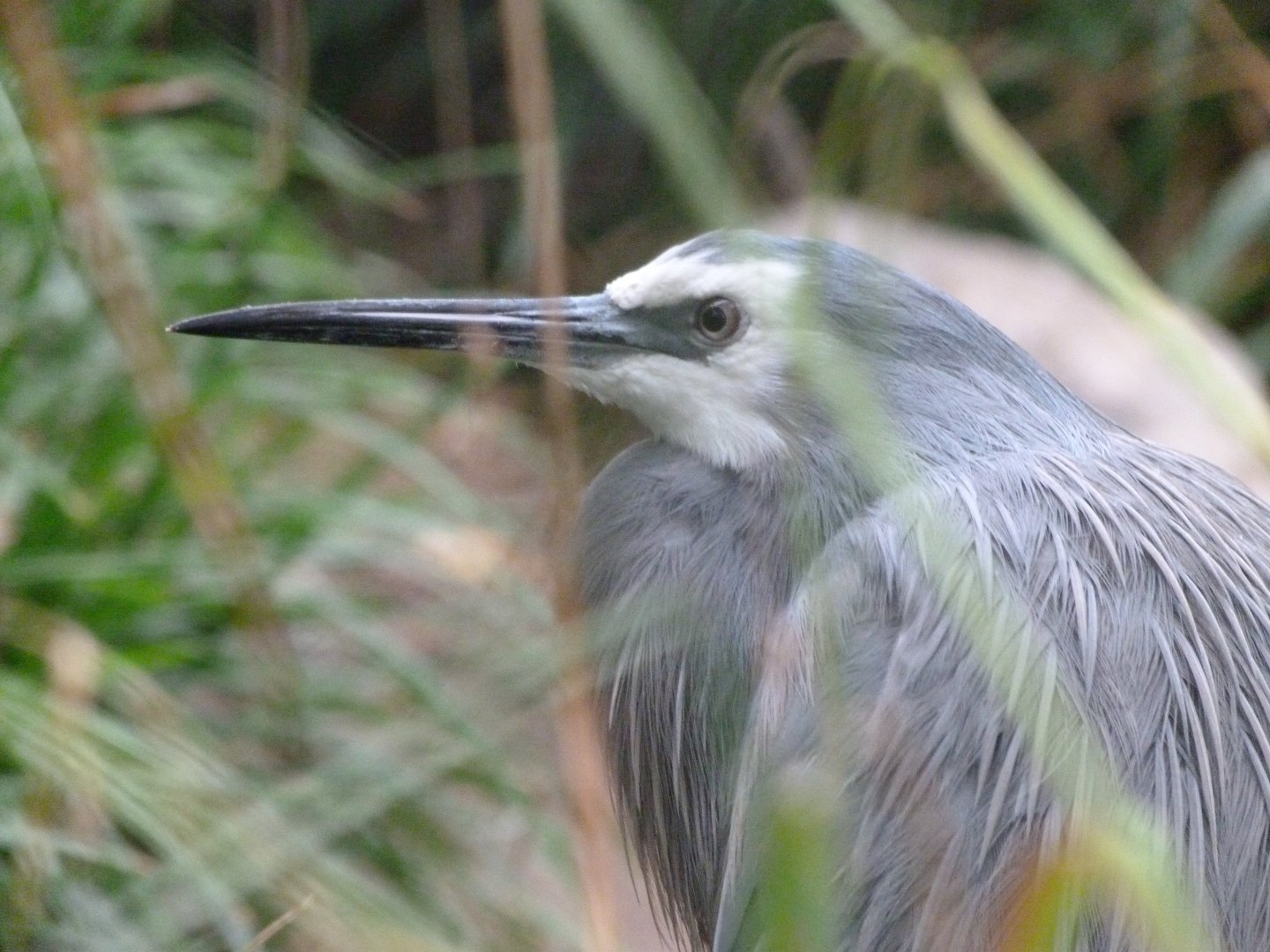 White-faced heron -Tierpark Berlin (2024)