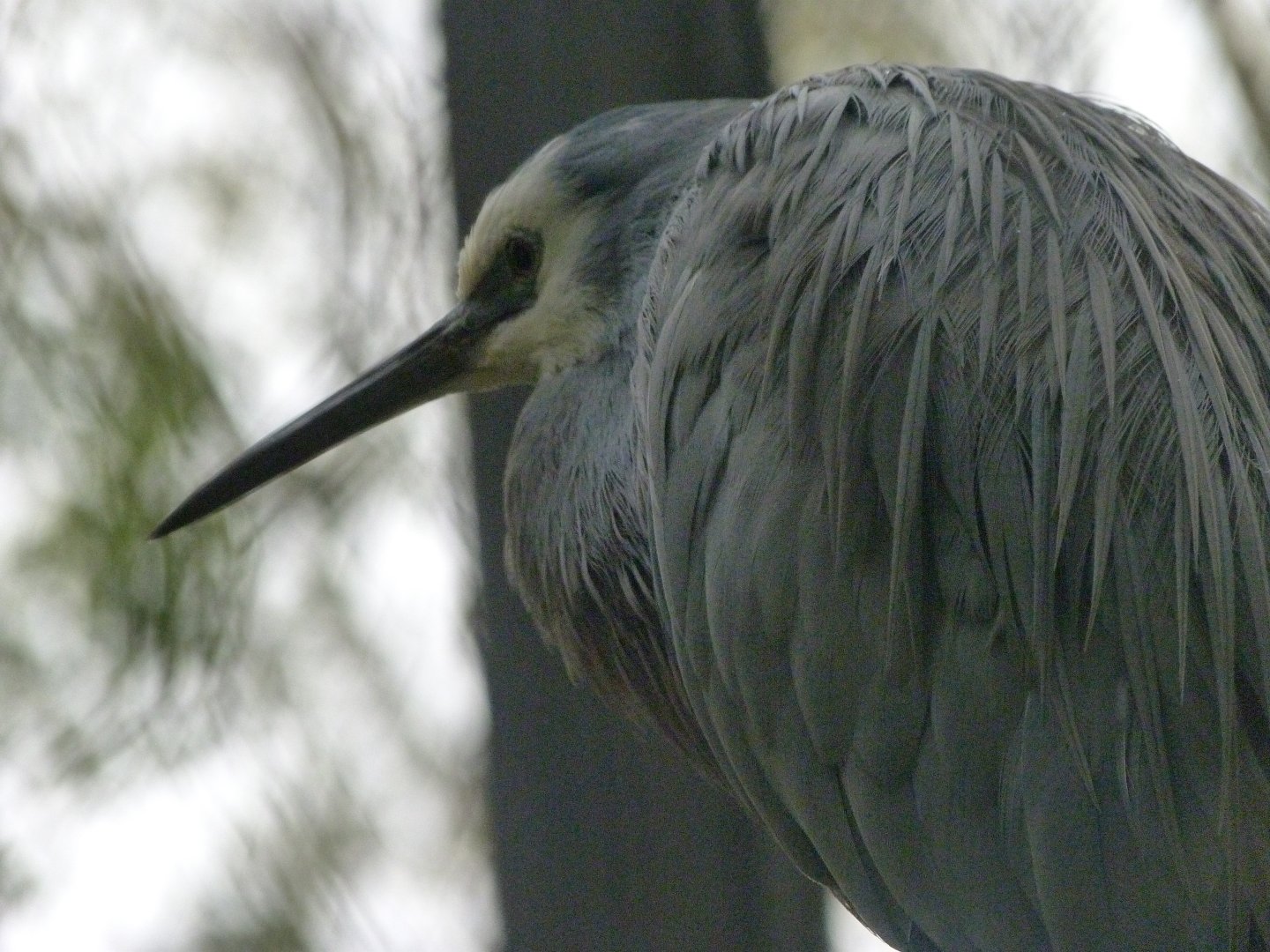 White-faced heron -Tierpark Berlin (2024)