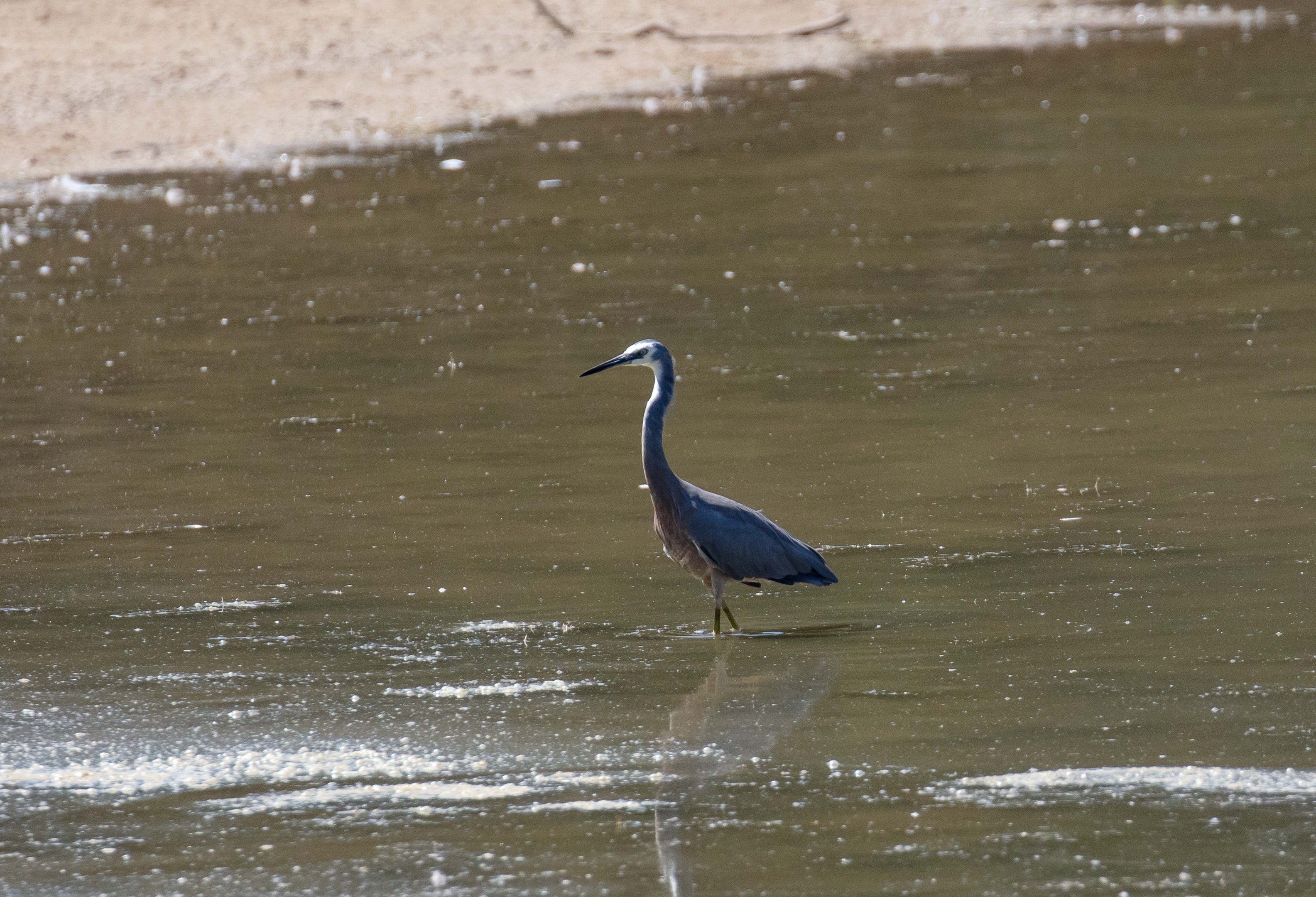 White-faced Heron (wild bird)