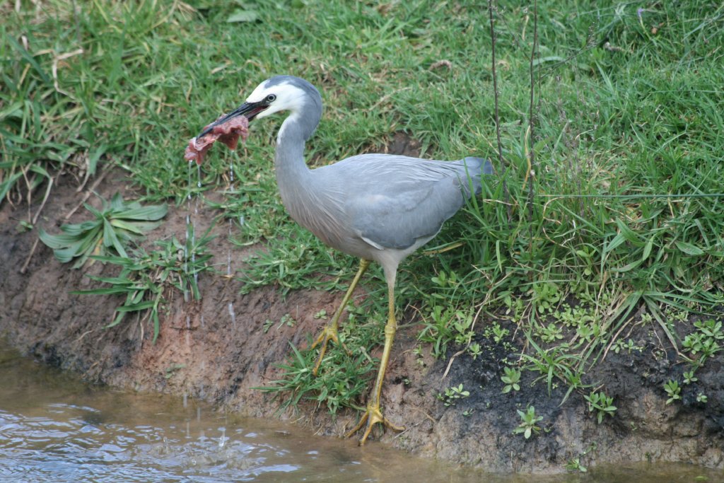 White-faced Heron with stolen food