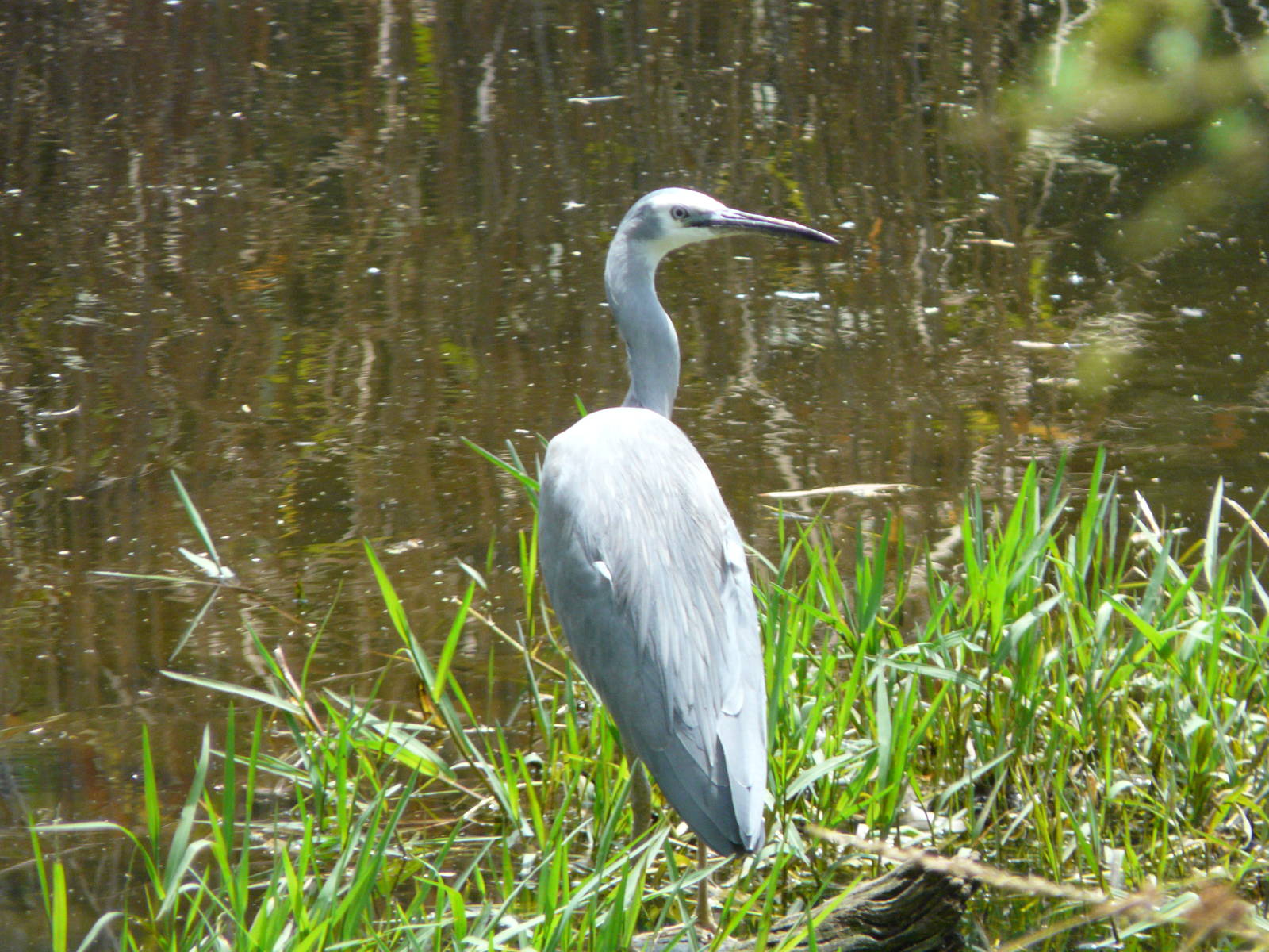 White-faced heron