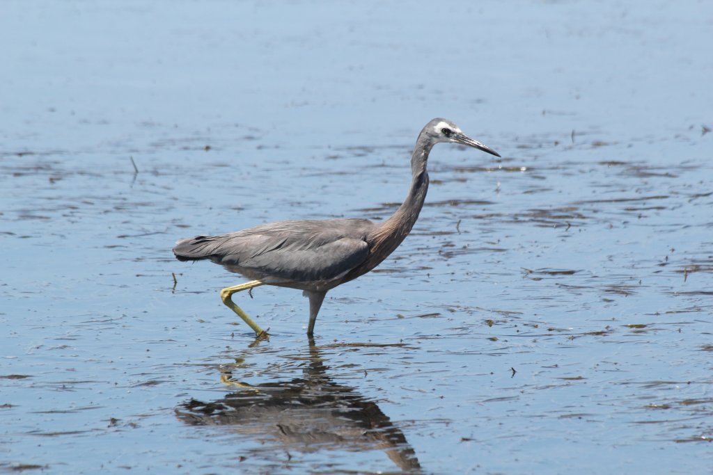 White-faced Heron