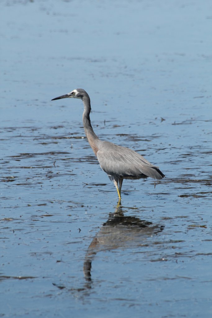 White-faced Heron
