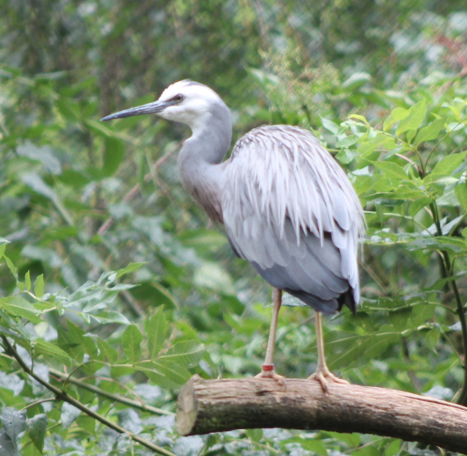 White-faced heron