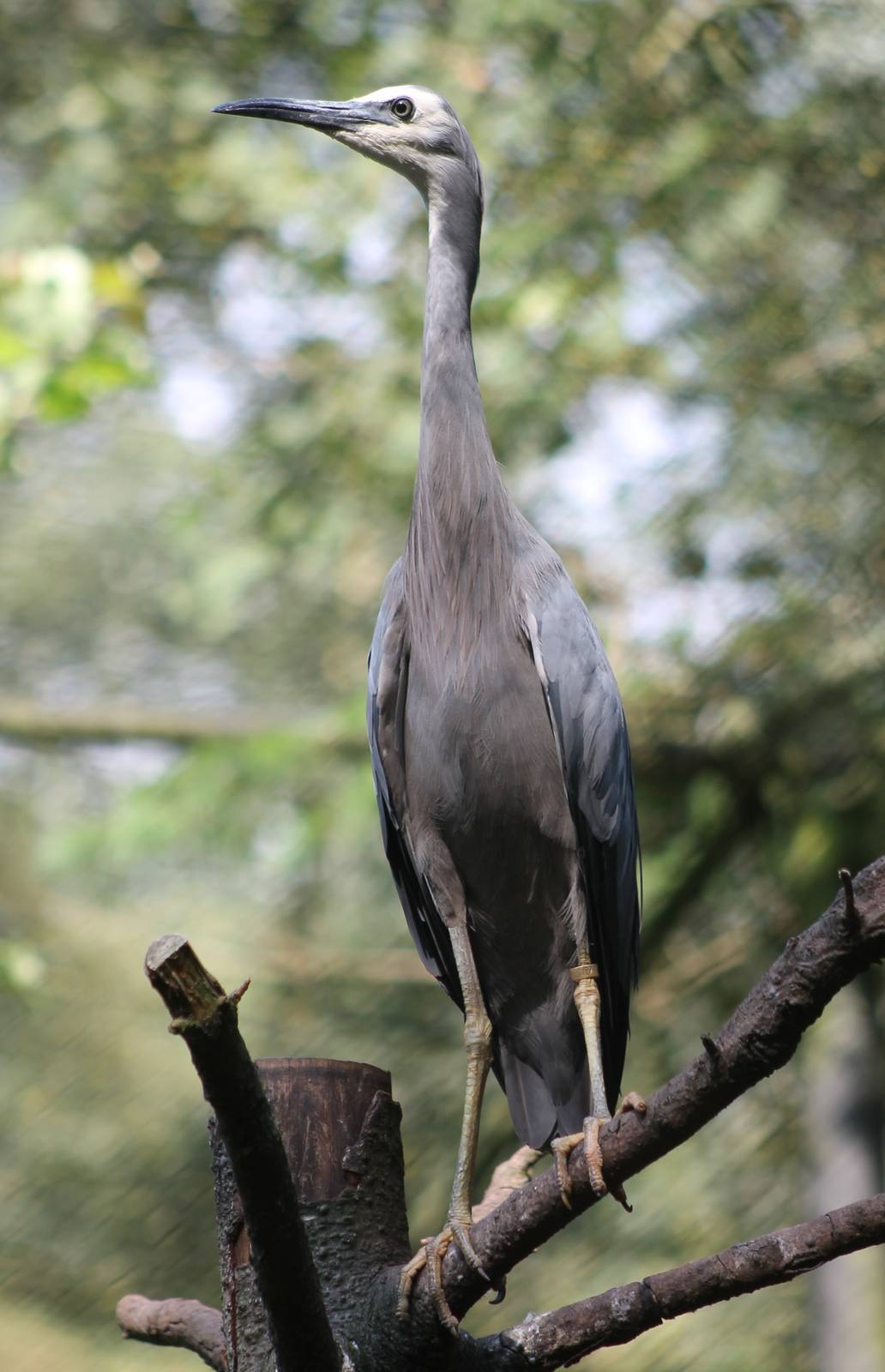 White-faced heron