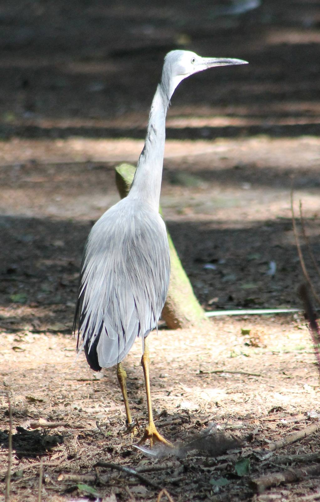 White-faced heron