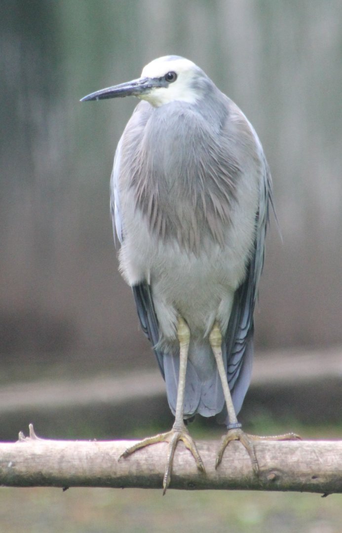 White-faced heron