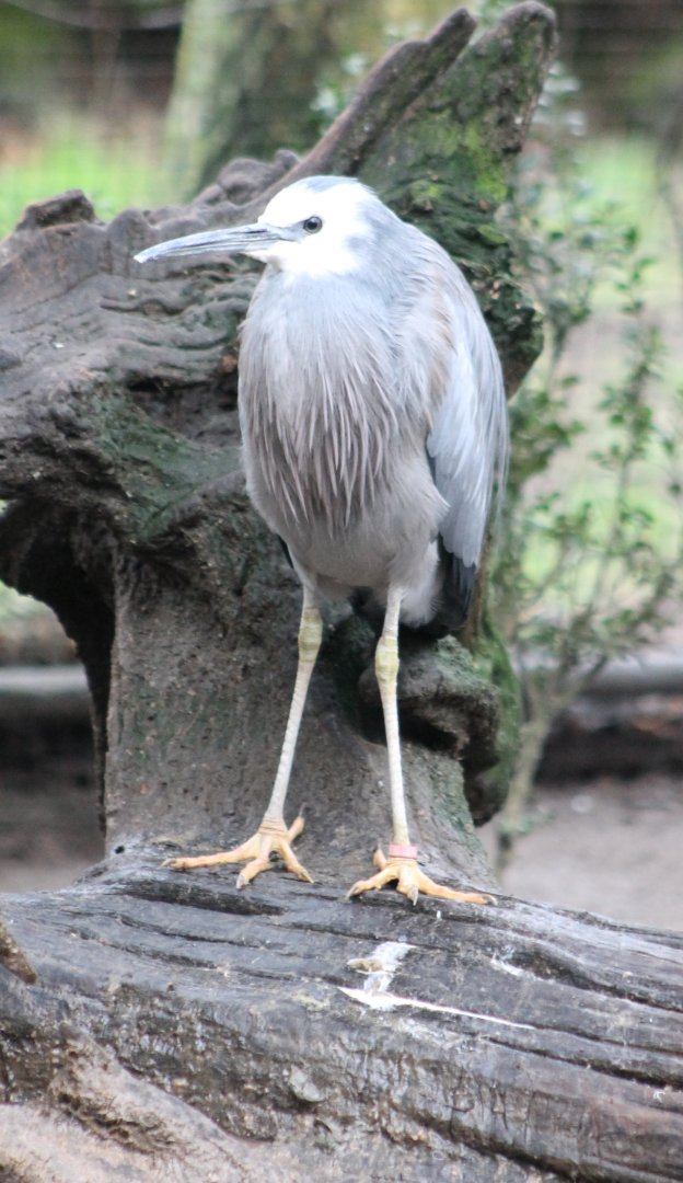 White-faced heron