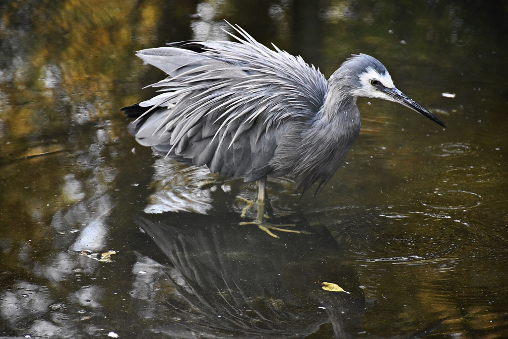 White-faced heron
