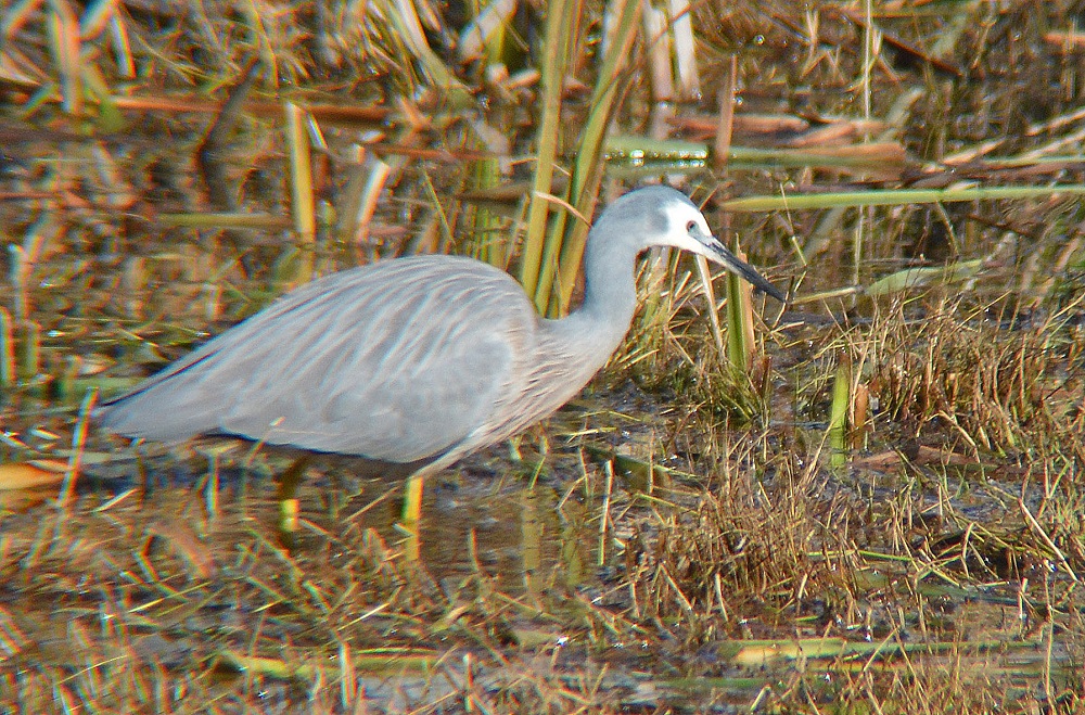 White-faced heron