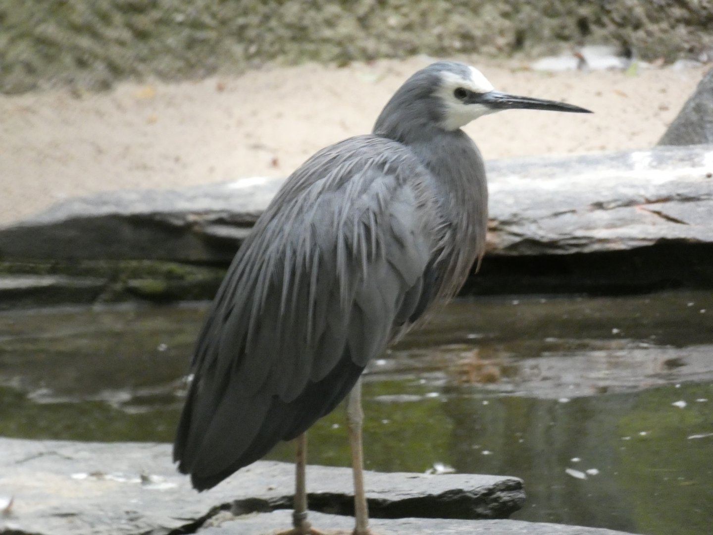 White-faced Heron