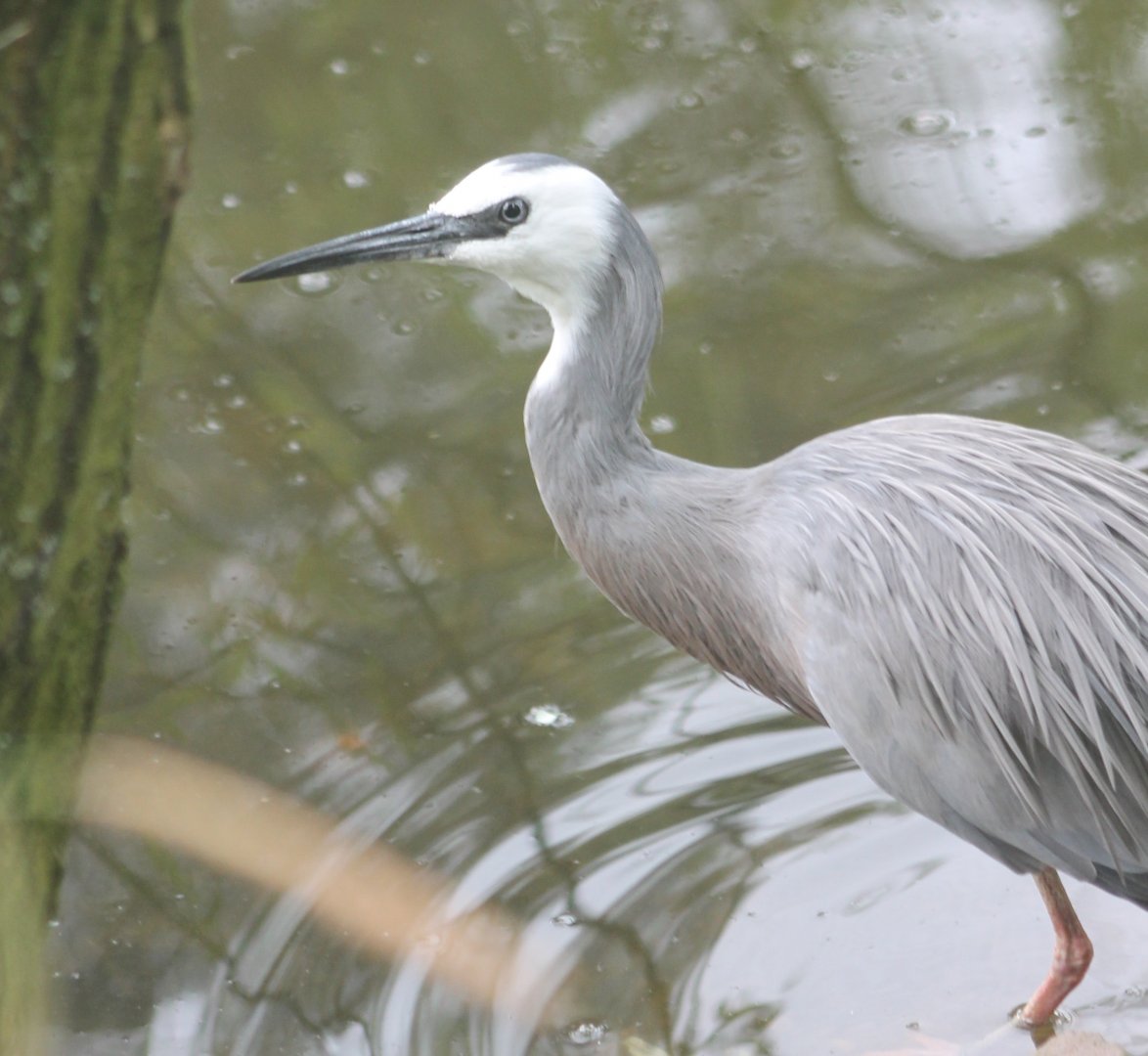 White-faced heron