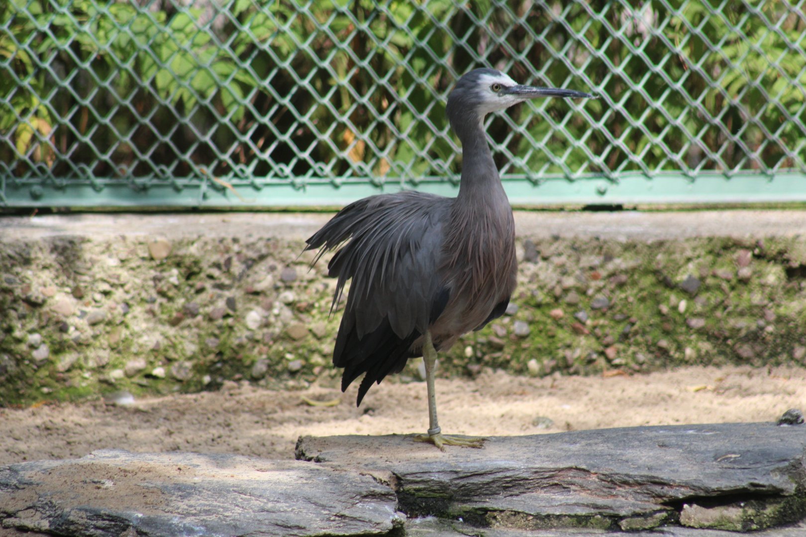 White-Faced Heron