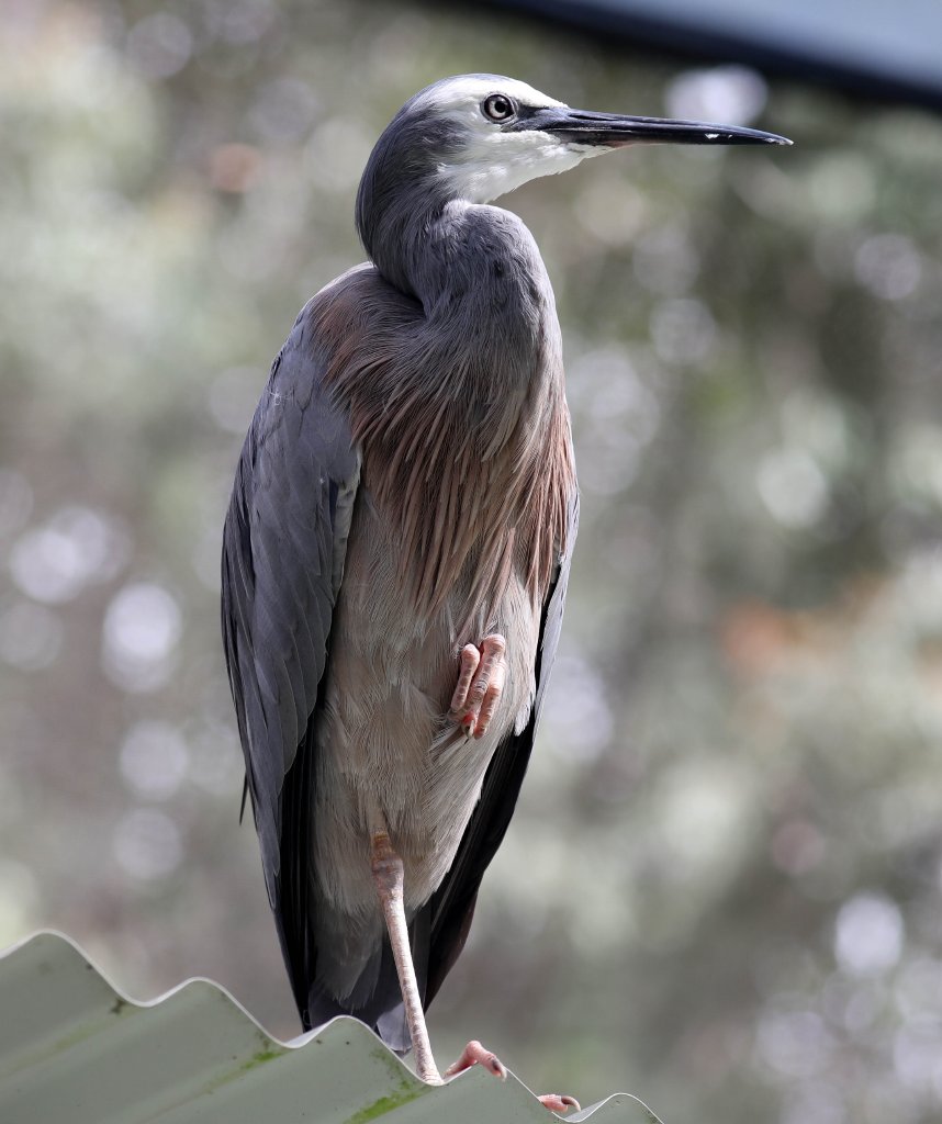 White-faced Heron