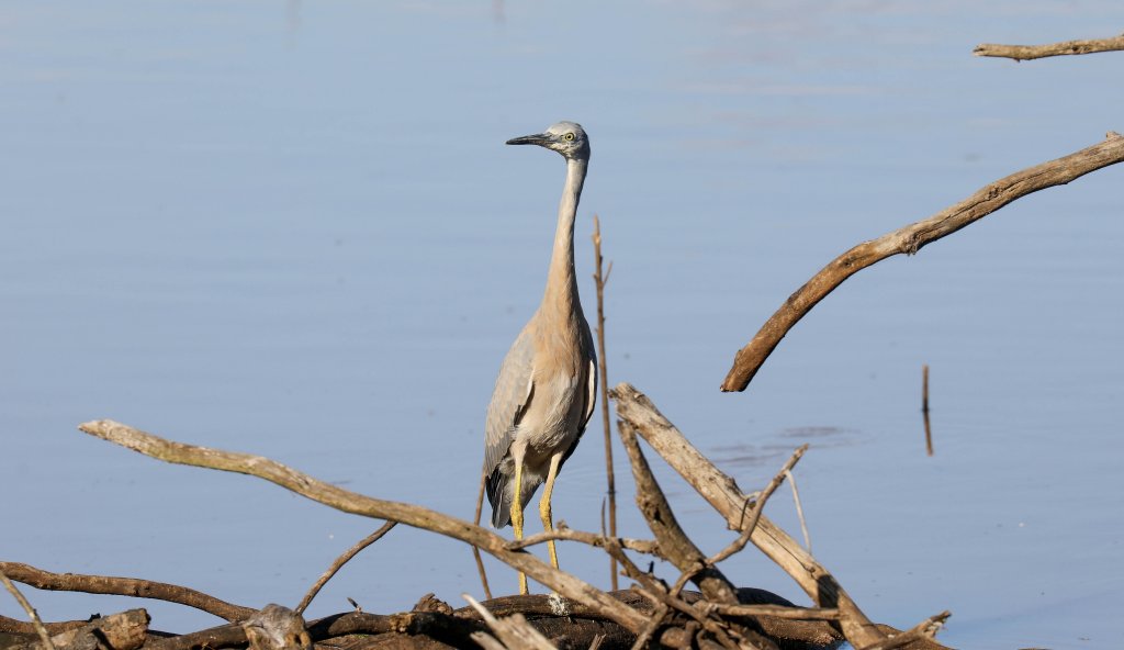 White-faced Heron