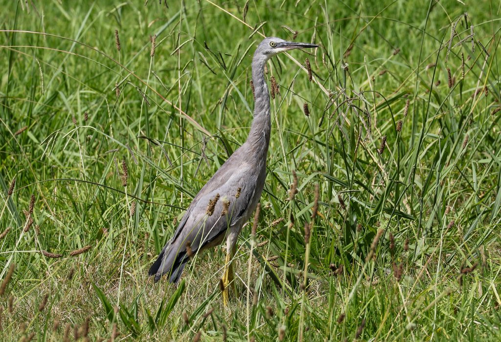 White-faced Heron