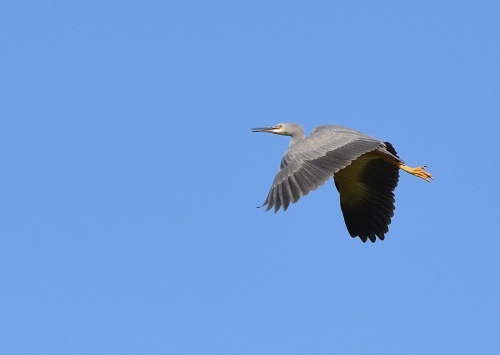 White-faced heron.