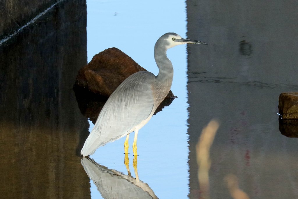 White-faced Heron