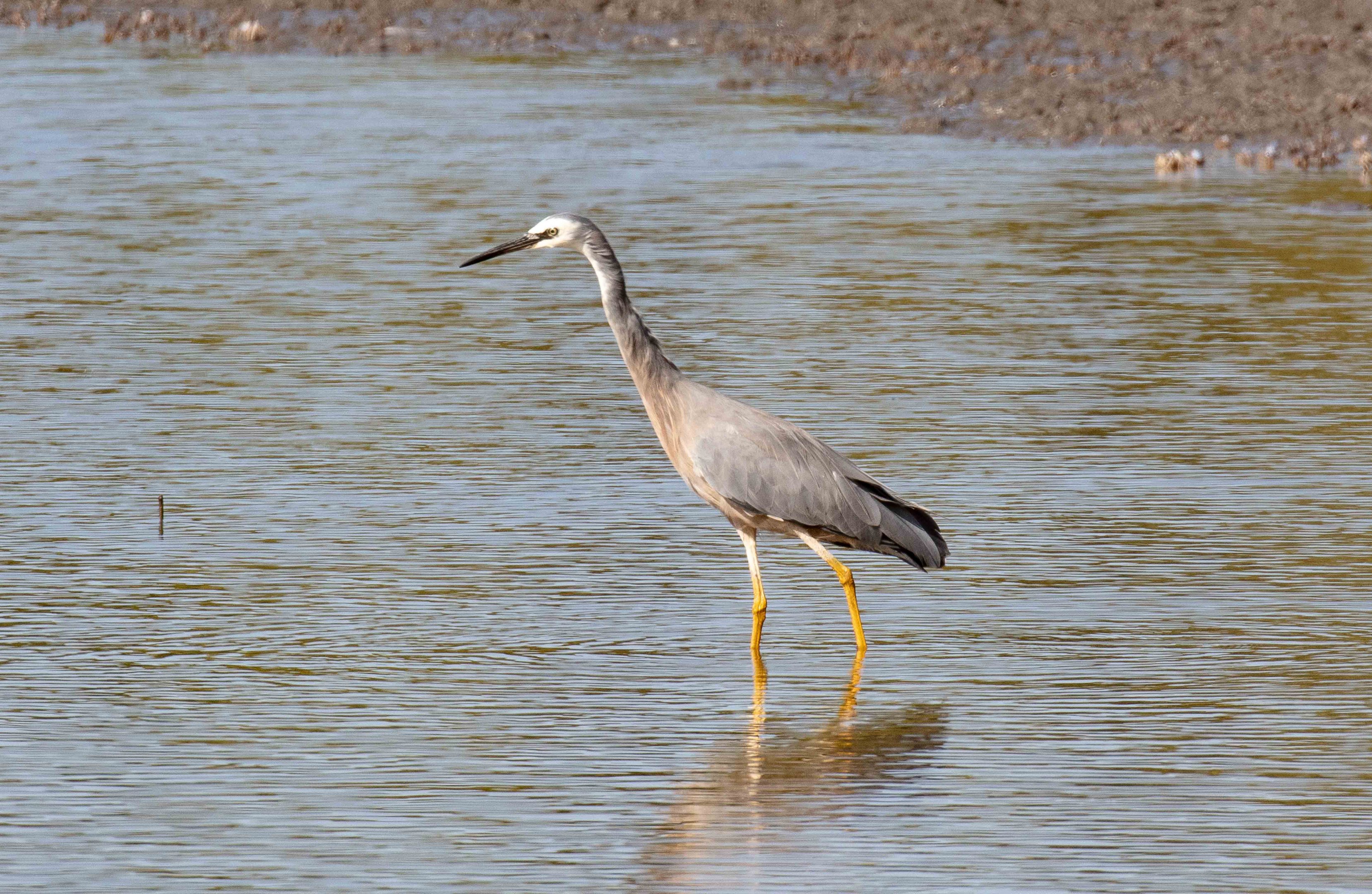 White-faced Heron