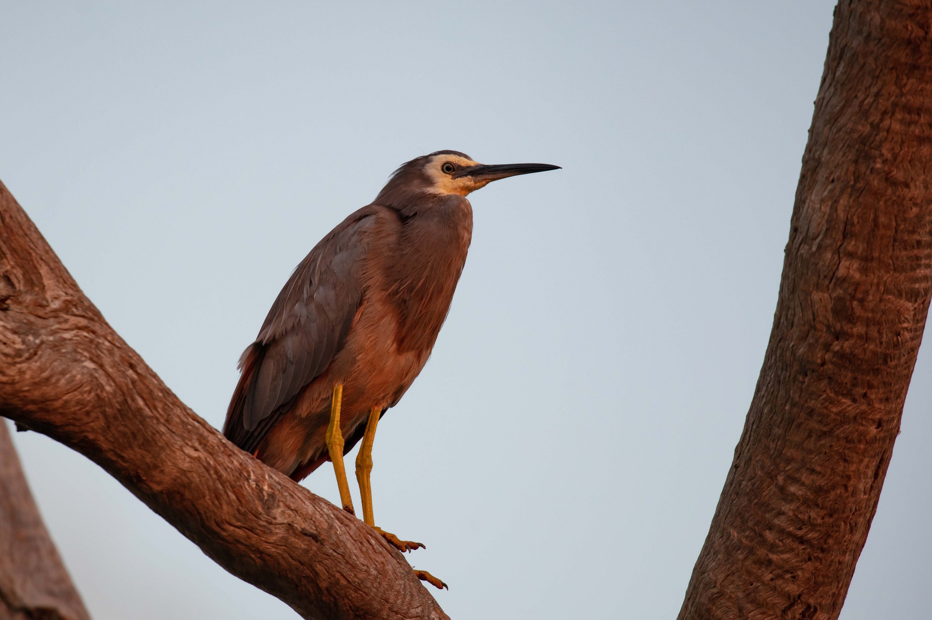 White-faced Heron