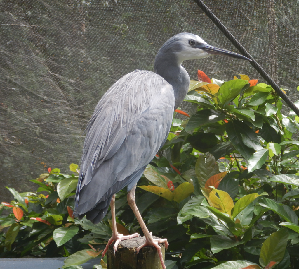 White-Faced Heron