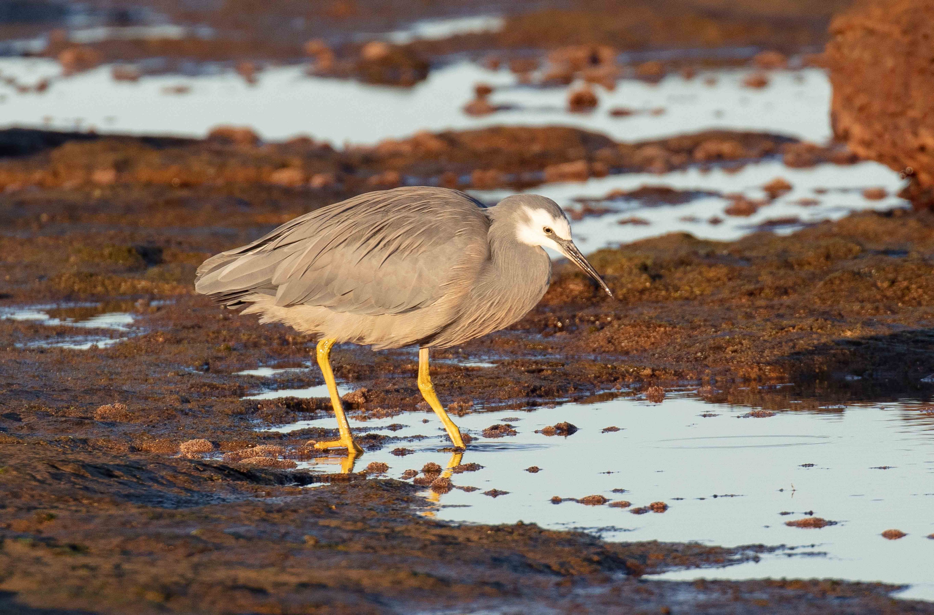 White-faced Heron