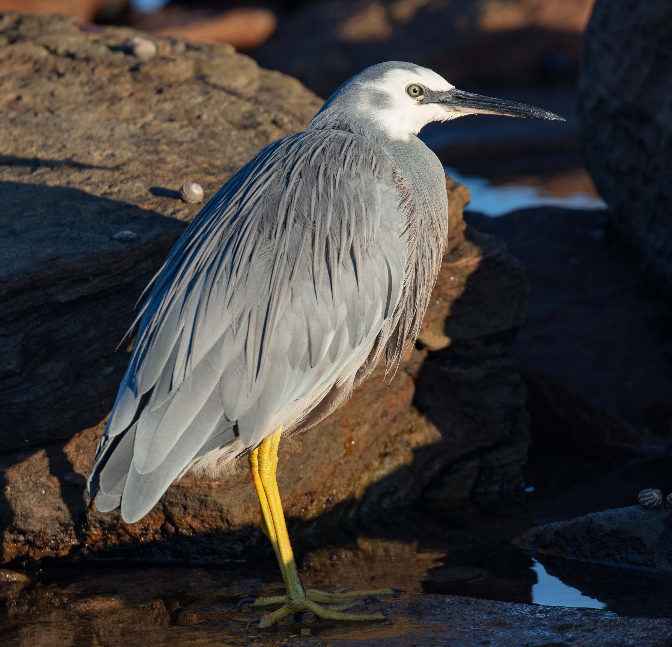 White-faced Heron