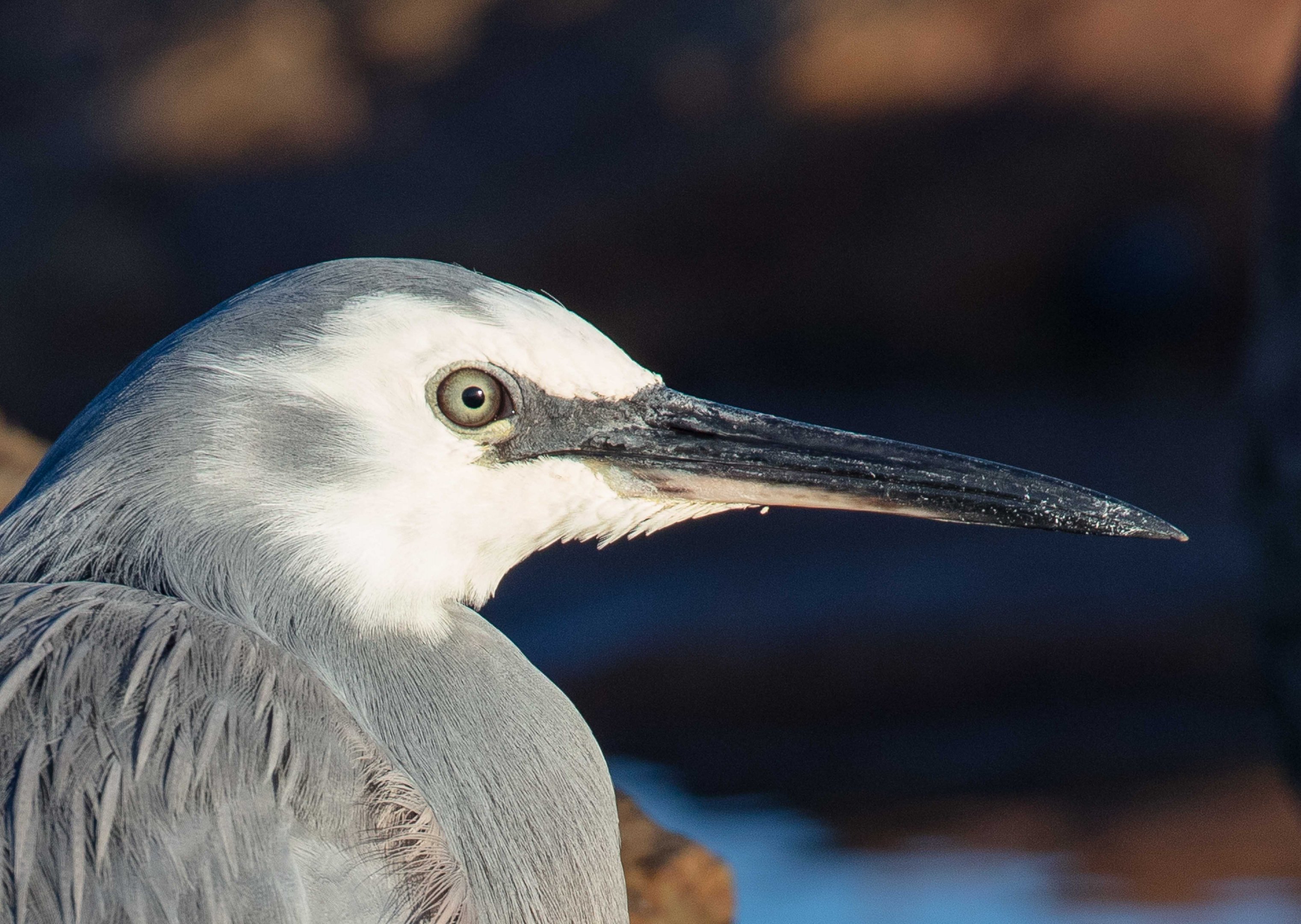 White-faced Heron