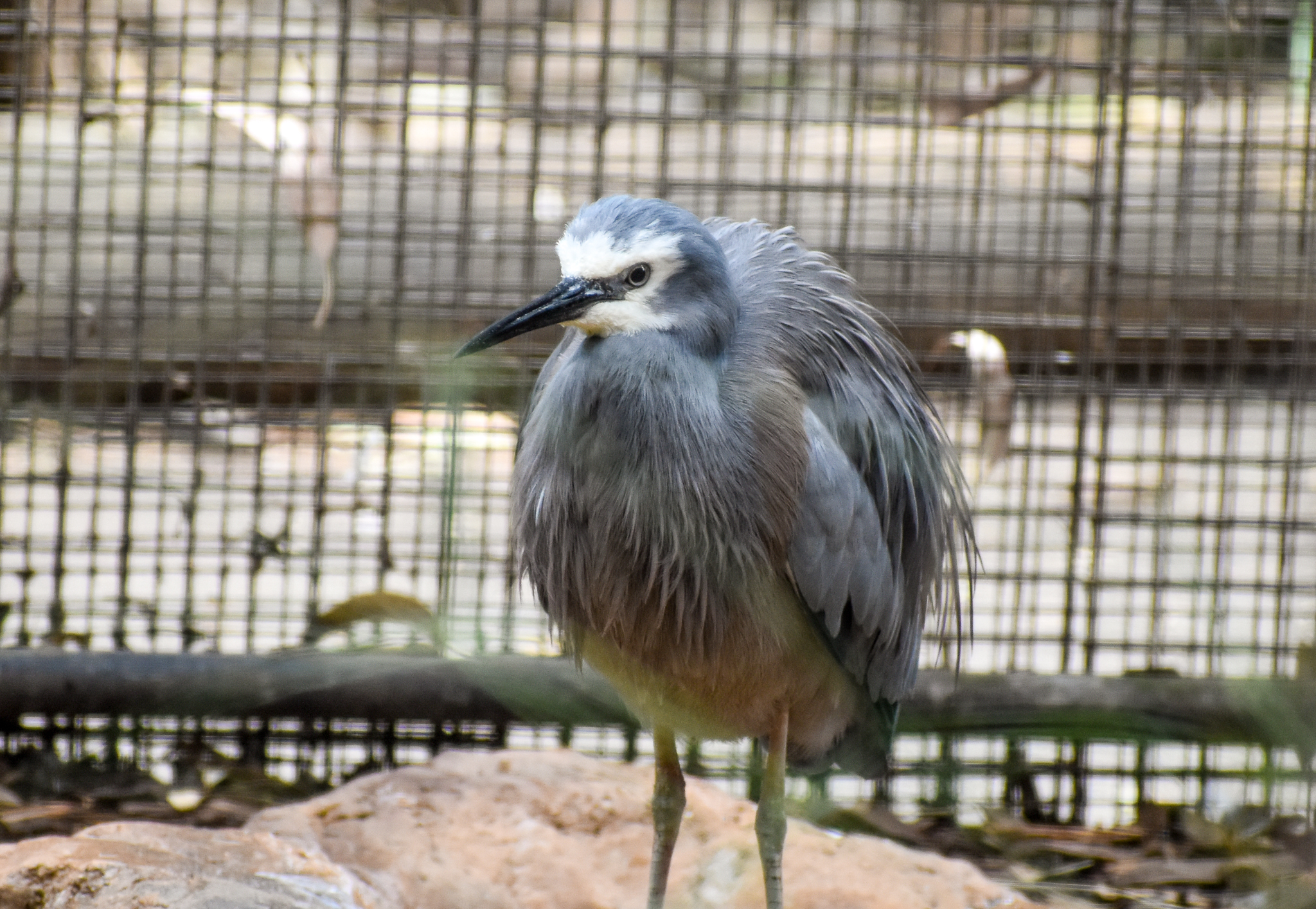 White-faced Heron