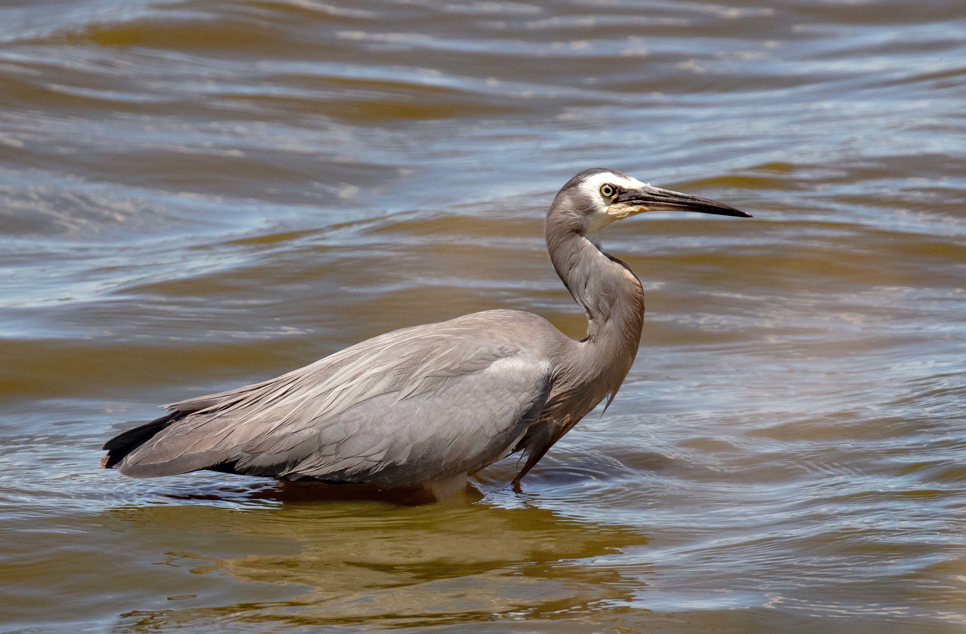 White-faced Heron