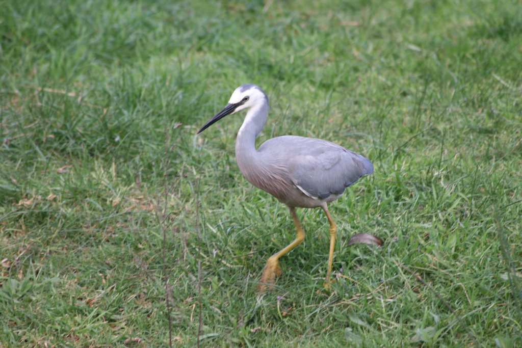 White-faced Heron