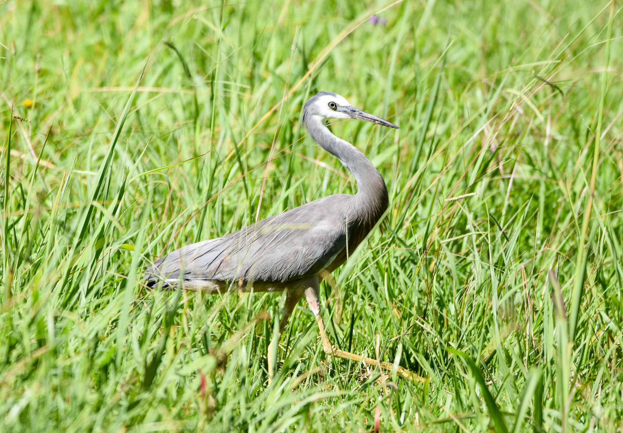White-faced Heron