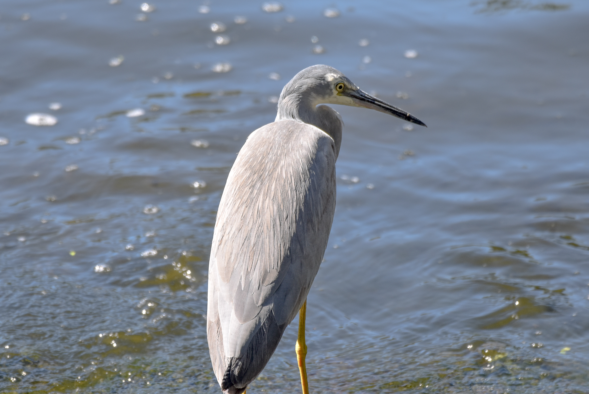 White-faced Heron