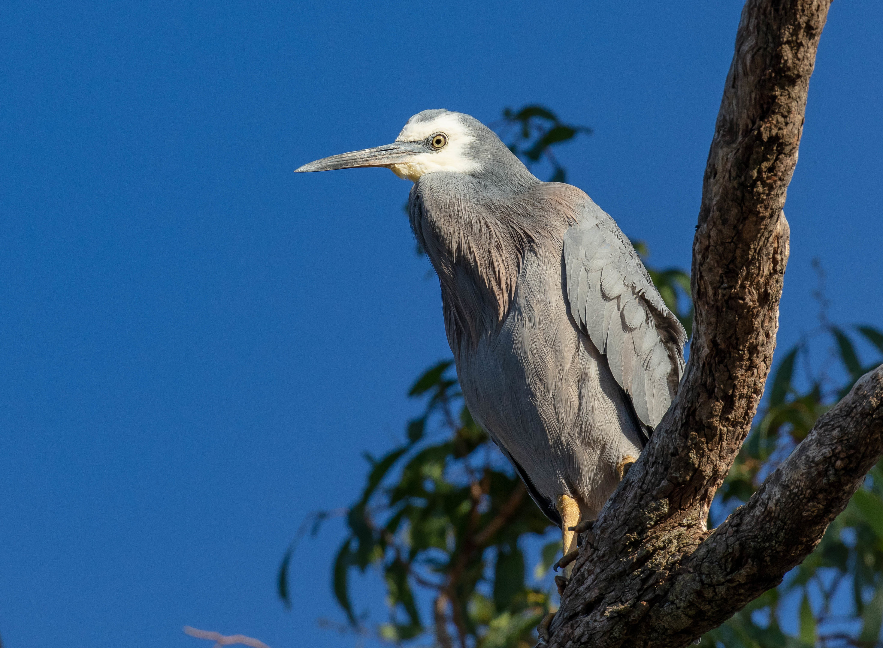 White-faced Heron